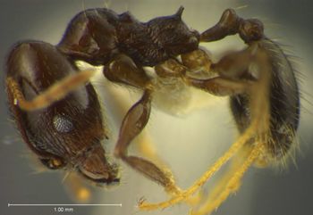 Media type: image;   Entomology 34233 Aspect: habitus lateral view